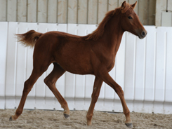 CURLY HORSE GIOTTO